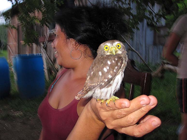 Wild owl at Maya Vista Farm, Succotz